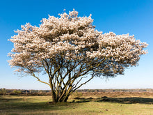 Load image into Gallery viewer, Amelanchier × grandiflora 'Autumn Brilliance'
