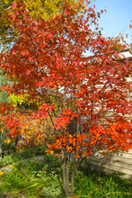 Load image into Gallery viewer, Amelanchier × grandiflora 'Autumn Brilliance'
