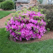 Load image into Gallery viewer, Azalea Encore "Autumn Lilac"