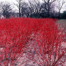 Load image into Gallery viewer, Cornus baileyi 'Red Twig Dogwood'