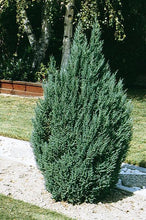 Load image into Gallery viewer, Juniperus chinensis 'Blue Point'