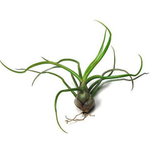 Load image into Gallery viewer, Tillandsia 'Air Plants'