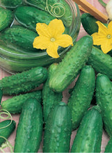 Load image into Gallery viewer, Cucumber "Bush Pickle"
