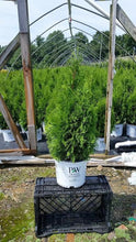 Load image into Gallery viewer, Thuja Occidentalis "North Pole"