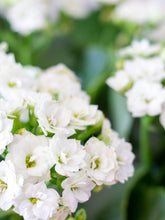 Load image into Gallery viewer, Calandiva