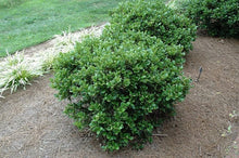 Load image into Gallery viewer, Ilex cornuta 'Carissa'
