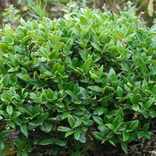 Load image into Gallery viewer, Ilex cornuta 'Carissa'