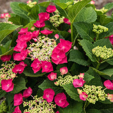 Load image into Gallery viewer, Hydrangea macrophylla 'Cherry Explosion'