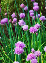 Load image into Gallery viewer, Chives Onion