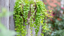 Load image into Gallery viewer, Lysimachia 'Goldilocks' Creeping Jenny