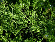 Load image into Gallery viewer, Dill Fernleaf