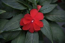Load image into Gallery viewer, New Guinea Impatiens 'Sonic Red' Hanging Basket