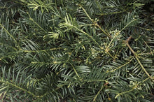 Load image into Gallery viewer, Cephalotaxus harringtonia 'Duke Gardens' Plum Yew