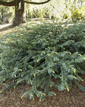 Load image into Gallery viewer, Cephalotaxus harringtonia 'Duke Gardens' Plum Yew