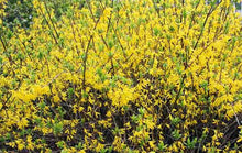 Load image into Gallery viewer, Forsythia "Lynwood Gold"