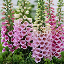 Load image into Gallery viewer, Digitalis 'Dalmatian Rose' Foxglove