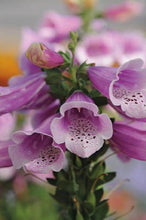 Load image into Gallery viewer, Digitalis 'Dalmatian Rose' Foxglove