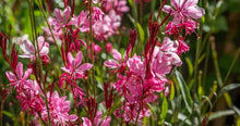 Load image into Gallery viewer, Gaura 'Siskiyou Pink' Bee Blossom