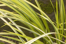 Load image into Gallery viewer, Acorus gramineus 'Ogon' Grass