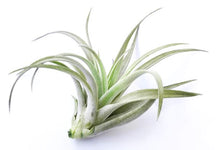 Load image into Gallery viewer, Tillandsia 'Air Plants'
