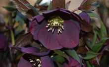 Load image into Gallery viewer, Helleborus Frostkiss 'Penny's Pink'
