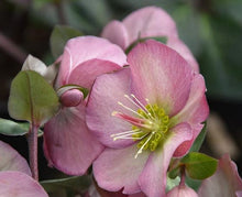 Load image into Gallery viewer, Helleborus Frostkiss 'Penny's Pink'