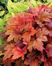 Load image into Gallery viewer, Heucherella 'Sweet Tea'