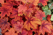Load image into Gallery viewer, Heucherella 'Sweet Tea'