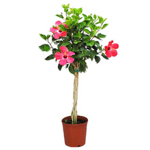 Load image into Gallery viewer, Hibiscus Braided Trees