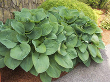 Load image into Gallery viewer, Hosta 'Elegans'