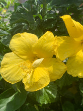 Load image into Gallery viewer, Hibiscus Trees