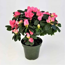 Load image into Gallery viewer, Indoor Blooming Azalea