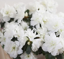 Load image into Gallery viewer, Indoor Blooming Azalea