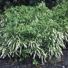 Load image into Gallery viewer, Itea virginica 'Henry's Garnet'