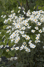 Load image into Gallery viewer, Anemone 'Honorine Jobert'