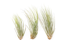 Load image into Gallery viewer, Tillandsia 'Air Plants'