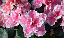 Load image into Gallery viewer, Indoor Blooming Azalea