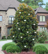 Load image into Gallery viewer, Magnolia grandiflora 'Little Gem'