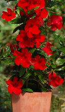 Load image into Gallery viewer, Mandevilla 'Giant Crimson' & Trellis
