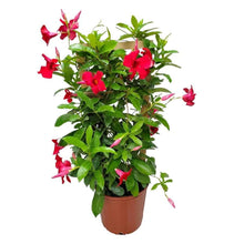 Load image into Gallery viewer, Mandevilla 'Giant Crimson' & Trellis