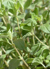 Load image into Gallery viewer, Marjoram Sweet