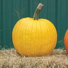 Load image into Gallery viewer, Specialty Autumn Harvest Mix Pumpkins