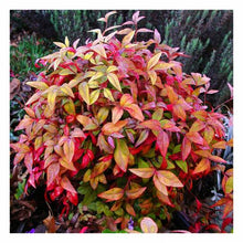 Load image into Gallery viewer, Nandina domestica &#39;Firepower&#39;
