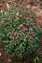 Load image into Gallery viewer, Nandina domestica 'Flirt'
