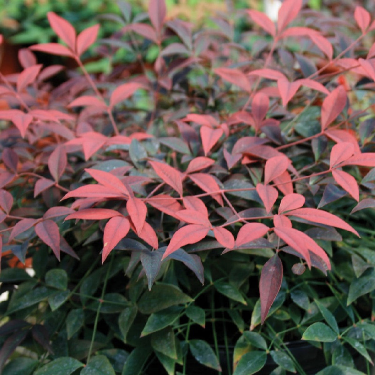 Nandina domestica 'Flirt' – Denchfield Nursery, Inc.