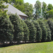 Load image into Gallery viewer, Ilex "Nellie R. Stevens" Holly