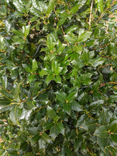 Load image into Gallery viewer, Ilex "Nellie R. Stevens" Holly