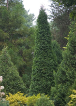Load image into Gallery viewer, Thuja Occidentalis "North Pole"