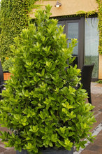 Load image into Gallery viewer, Ilex "Oakleaf" Holly