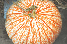 Load image into Gallery viewer, Specialty Autumn Harvest Mix Pumpkins